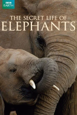 Тайная жизнь слонов